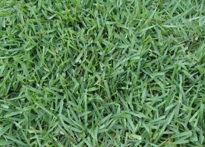  中華結(jié)縷草是什么草，中華結(jié)縷草和日本